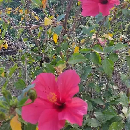 Nyaraló Mimosa San Priamo